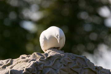 textured tombstone with white dove