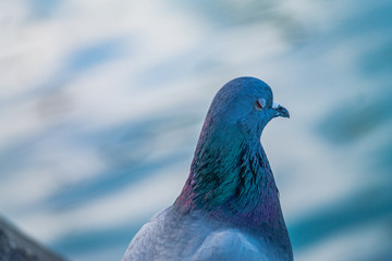 pigeon close-up portrait unique