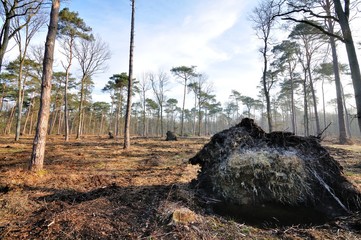 La forêt de Saint-Amand-les-Eaux après une tempête