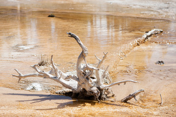 Root of dead tree at Fountain Paint Pot in Yellowstone National Park