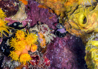 Fototapeta premium Mithraculus cinctimanus, Banded Clinging Crab