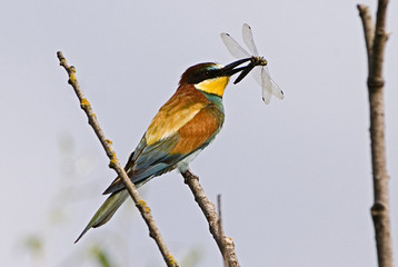 Merops apiaster / Guêpier d'Europe