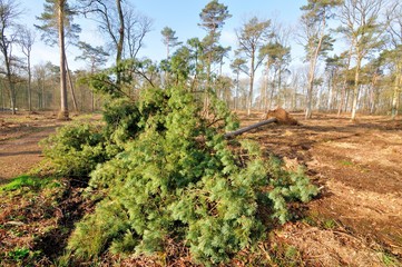 La forêt de Saint-Amand-les-Eaux après une tempête