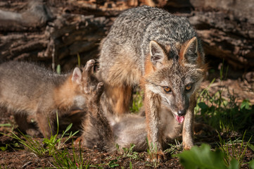 Naklejka na ściany i meble Grey Fox Vixen (Urocyon cinereoargenteus) Looks Out as Kit Feeds