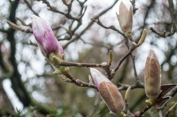 gouttes de pluie sur fleurs de magnolia au printemps