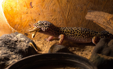 Lizard eat bug