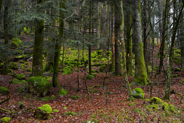 Obraz premium Forêt à la mousse lumineuse à Tendon (88460), département des Vosges en région Grand-Est, France