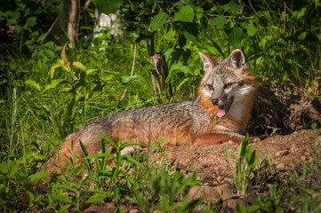 Naklejka na ściany i meble Grey Fox Vixen (Urocyon cinereoargenteus) Lies Panting in the Sun