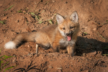 Red Fox Kit (Vulpes vulpes) Sits in Dirt