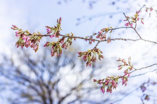 Damaged cherry blossom branch in Washington DC