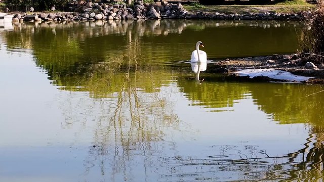 Swan and Reflection