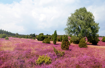 Heideblüte in der Urlaubsregion Lüneburger Heide in Niedersachsen
