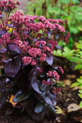 Hylotelephium spectabile (Sedum) 