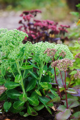 Obraz premium Various Hylotelephium spectabile (Sedum) planted together in summer garden. 