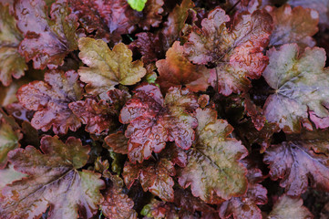 Heuchera "Chocolate Ruffles" closeup in summer garden. Colorful perennials for shady spots