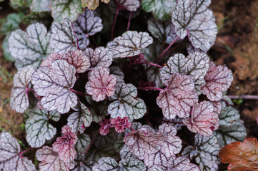 Heuchera "Sugar Frosting" closeup in summer garden. Colorful perennials for shady spots