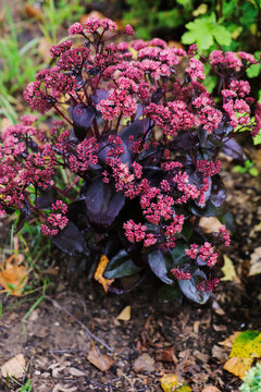 Hylotelephium spectabile (Sedum) "Purple Emperor" planted in summer garden