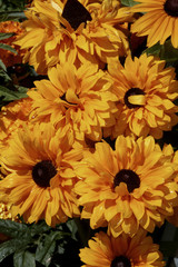 Rudbeckia hirta / Rudbeckia 'Goldlilocks'