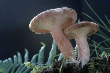 Lactarius torminosus / Lactaire à toison / Lactaire aux coliques