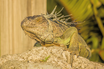 Iguana on the rocks 