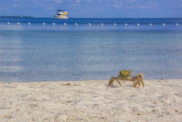 Fototapeta na wymiar Crab at the beach Florida Keys
