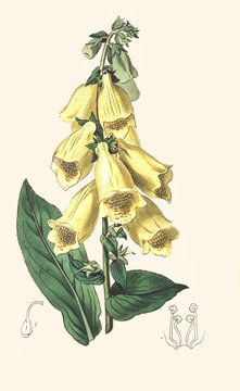 Illustration botanique / Digitalis grandiflora / Digitale à grandes fleurs