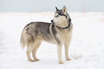 Grey Siberian Husky dog with blue eyes staying outdoors on a snow