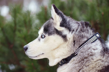 The portrait of a grey Siberian Husky dog with blue eyes sitting outdoors in winter