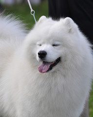 White fluffy smiling samoyed dog