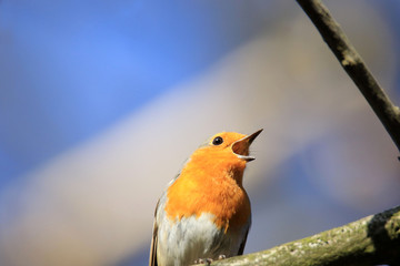 Rufendes Rotkehlchen vor blauem Himmel