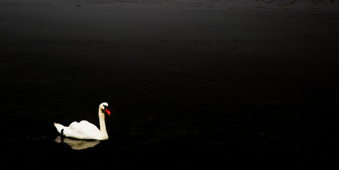 Swan Isolated on Black