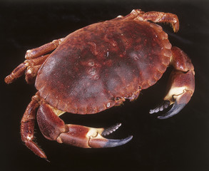 fruit de mer / Tourteau