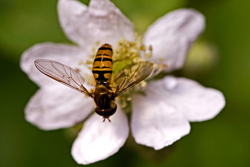 Episyrphus balteatus / Syrphe ceinturé