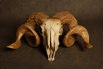 Goat skull © Warpedgalerie