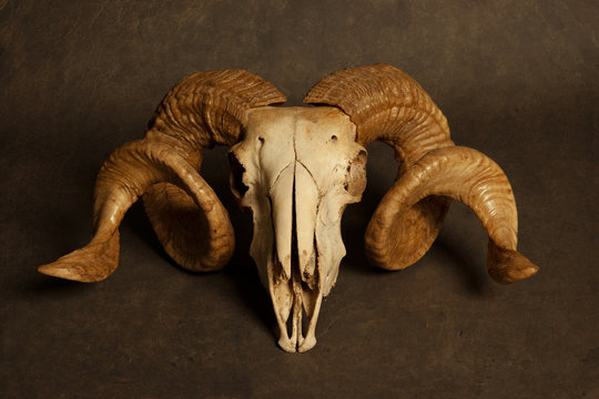 Goat skull