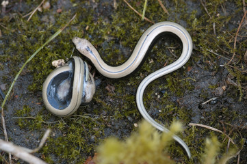 Anguilis fragilis / Orvet