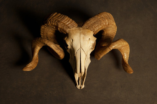 Goat skull
