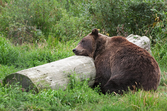 A grizzly bear sleeping on a log in alaska