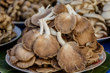 Angel mushroom or oyster mushroom