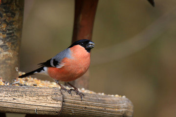 Gimpel-Männchen im Vogelhaus