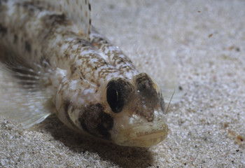 Gobius sp. / Gobie