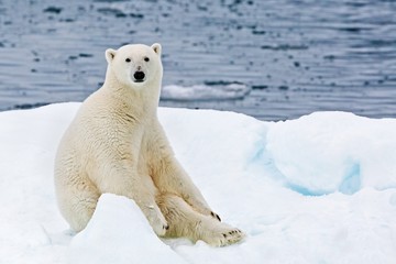 A polar bear sitting on a floating iceberg in the Arctic Ocean