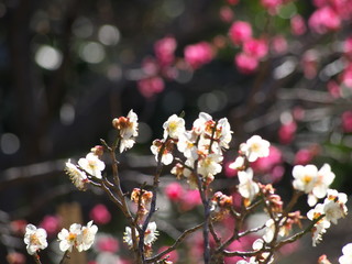 梅の花