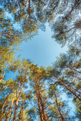 Canopy Of Pines Trees. Upper Branches Of Woods In Coniferous Forest