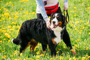 Farm Dog Bernese Mountain Dog Berner Sennenhund Outdoor In Green
