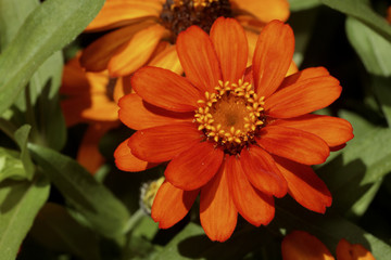 Zinnia elegans / Zinnia 'Profusion'