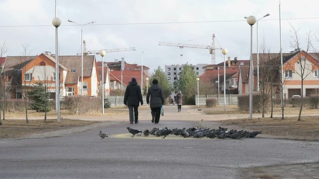 Flock of pigeons eating switchgrass in the urban park outdoors