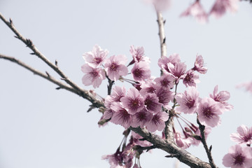 colorful of cherry Blossom and green leaf with sun light,