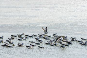 Many birds seagull on the sea in the spring when the ice melts. Many birds in one place