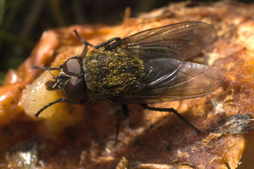 Pollenia rudis / Mouche des greniers